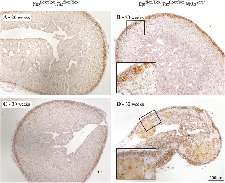 Figure 5.