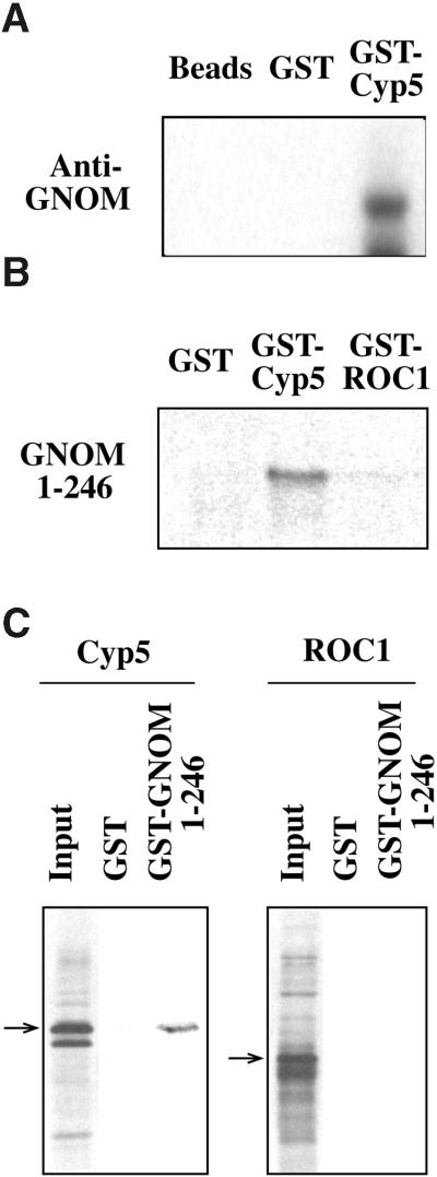 Figure 5.