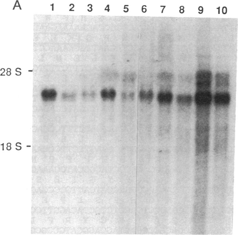 graphic file with name pnas01032-0364-b.jpg