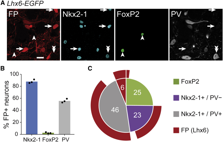 Figure 2