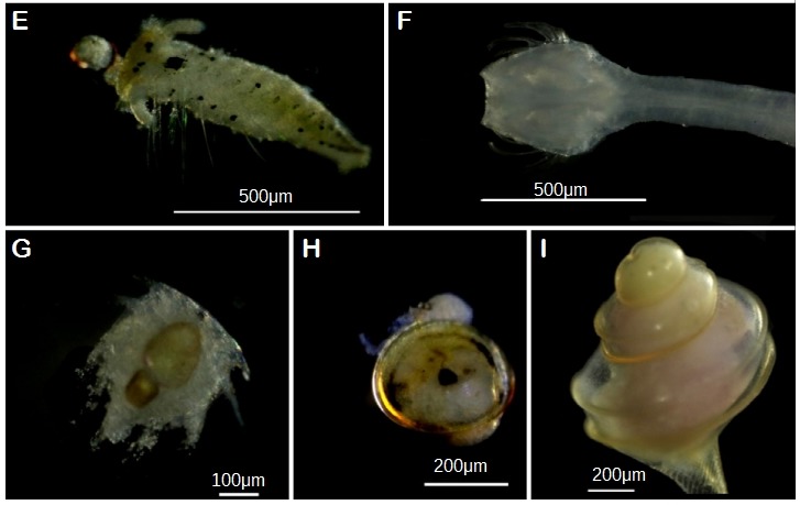 Figure 4b.