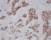Fig. 13