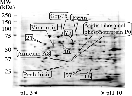 Fig. 3