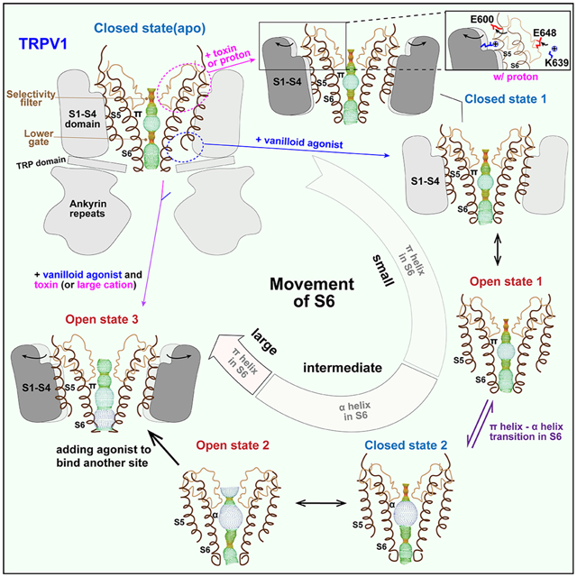 graphic file with name nihms-1737375-f0001.jpg