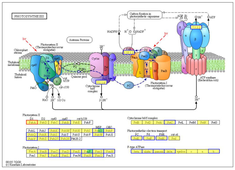 Figure 7