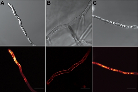 FIGURE 4.