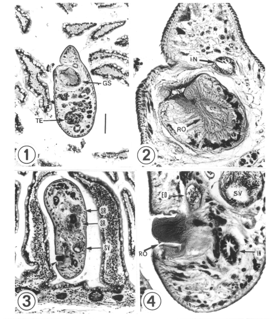 Figs. 1-4