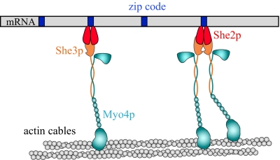 Figure 7.