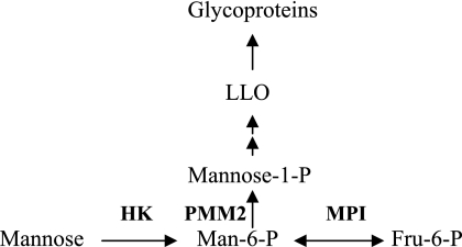 SCHEME 1.