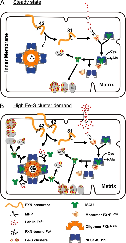 FIGURE 11.