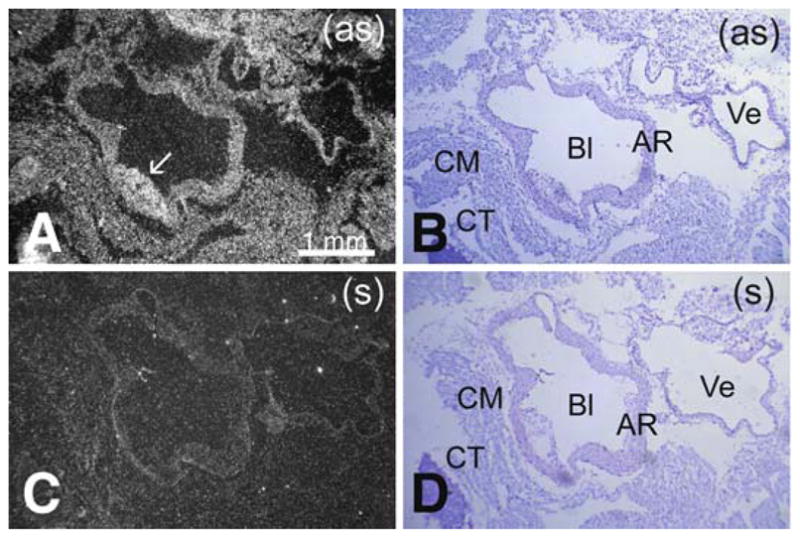 Fig. 12