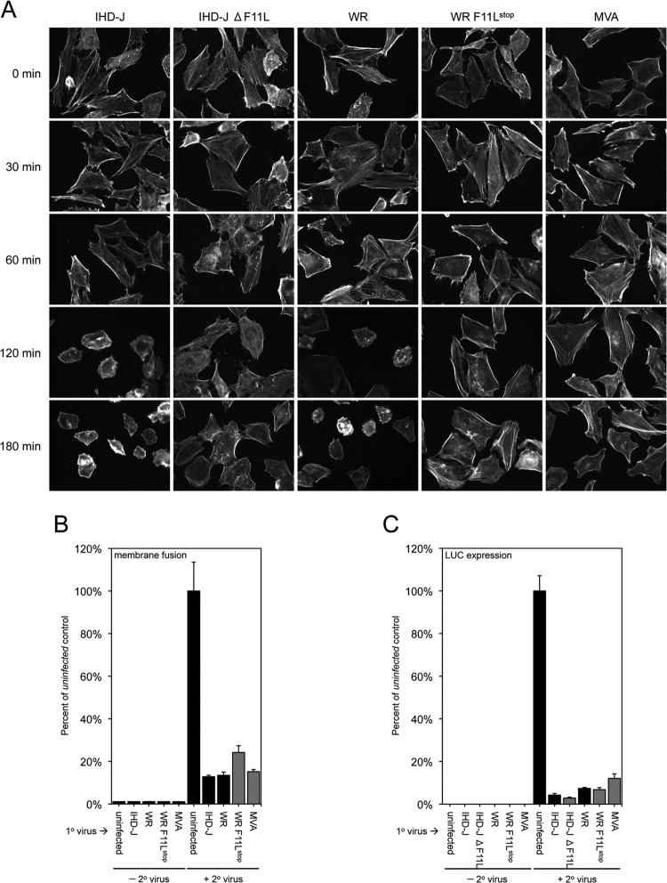 FIG 7