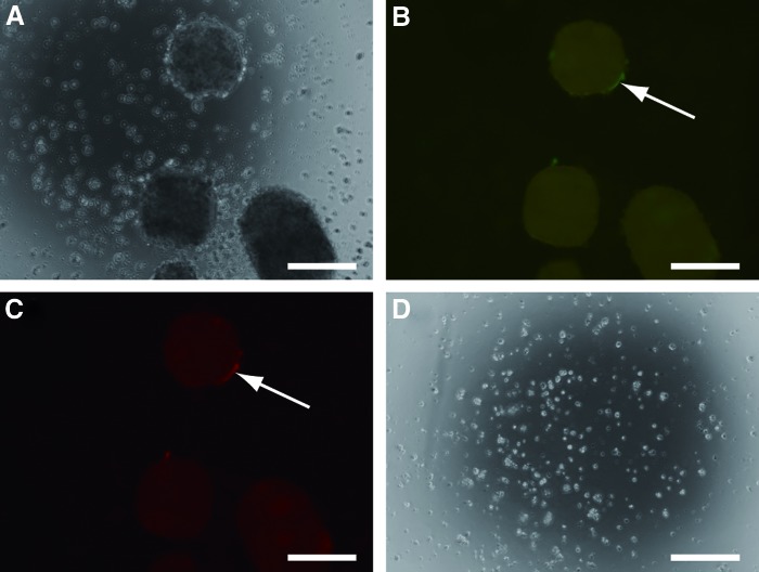 FIG. 7.