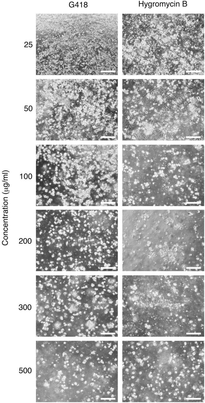 FIG. 2.