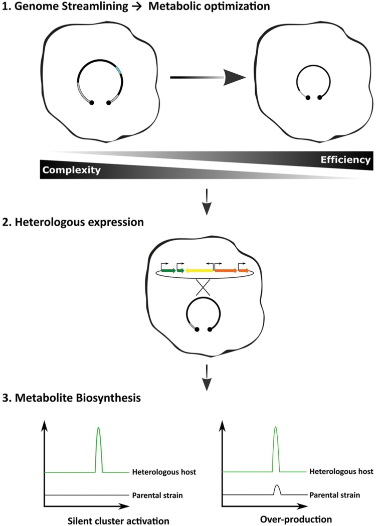 FIGURE 1