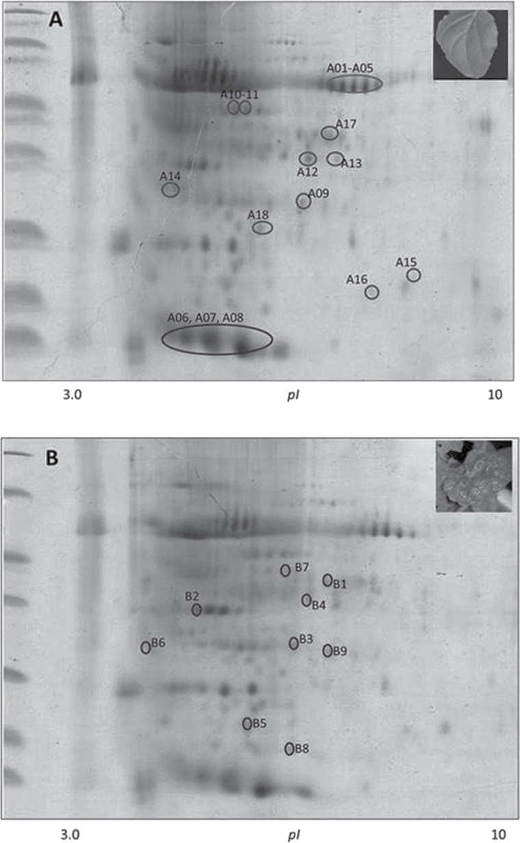 Fig. 10.