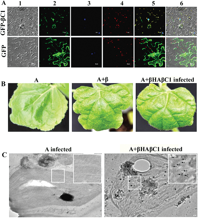 Fig. 9.