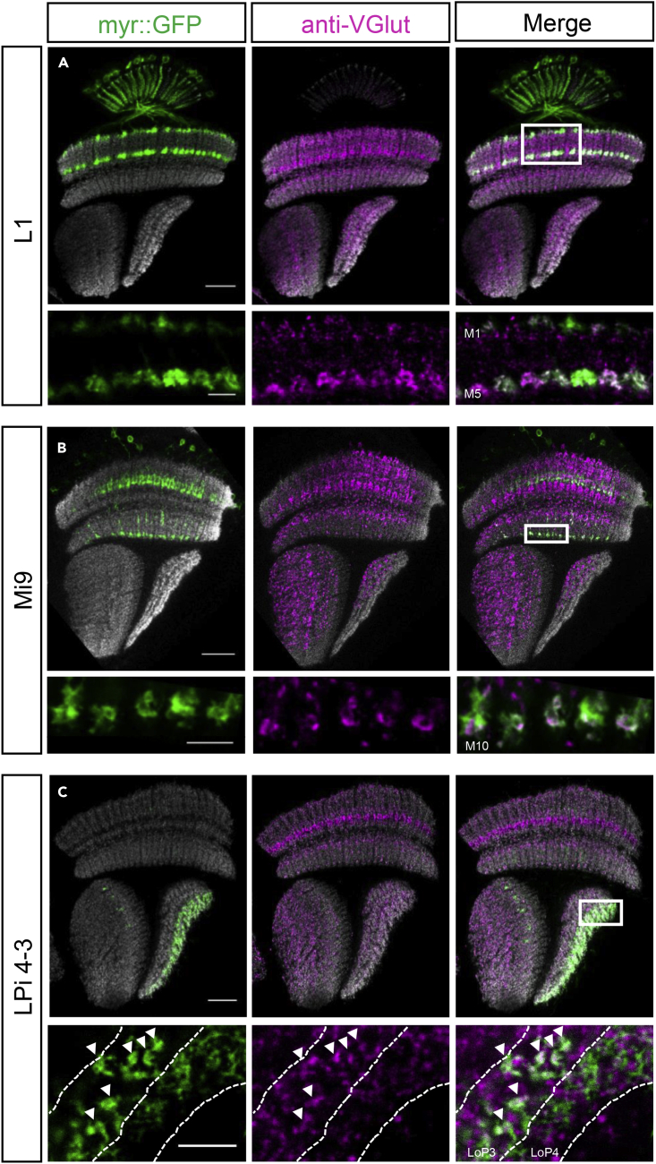 Figure 2