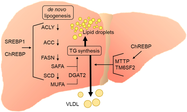 Figure 4