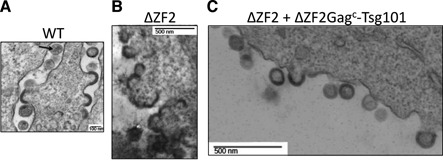 Figure 5.