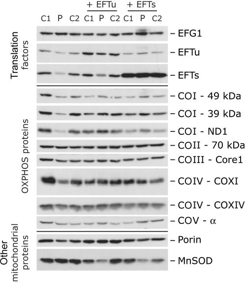 Figure  4. 