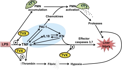 FIG. 1.