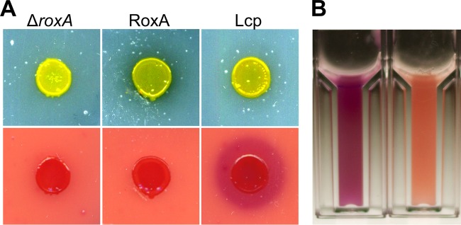 FIG 2