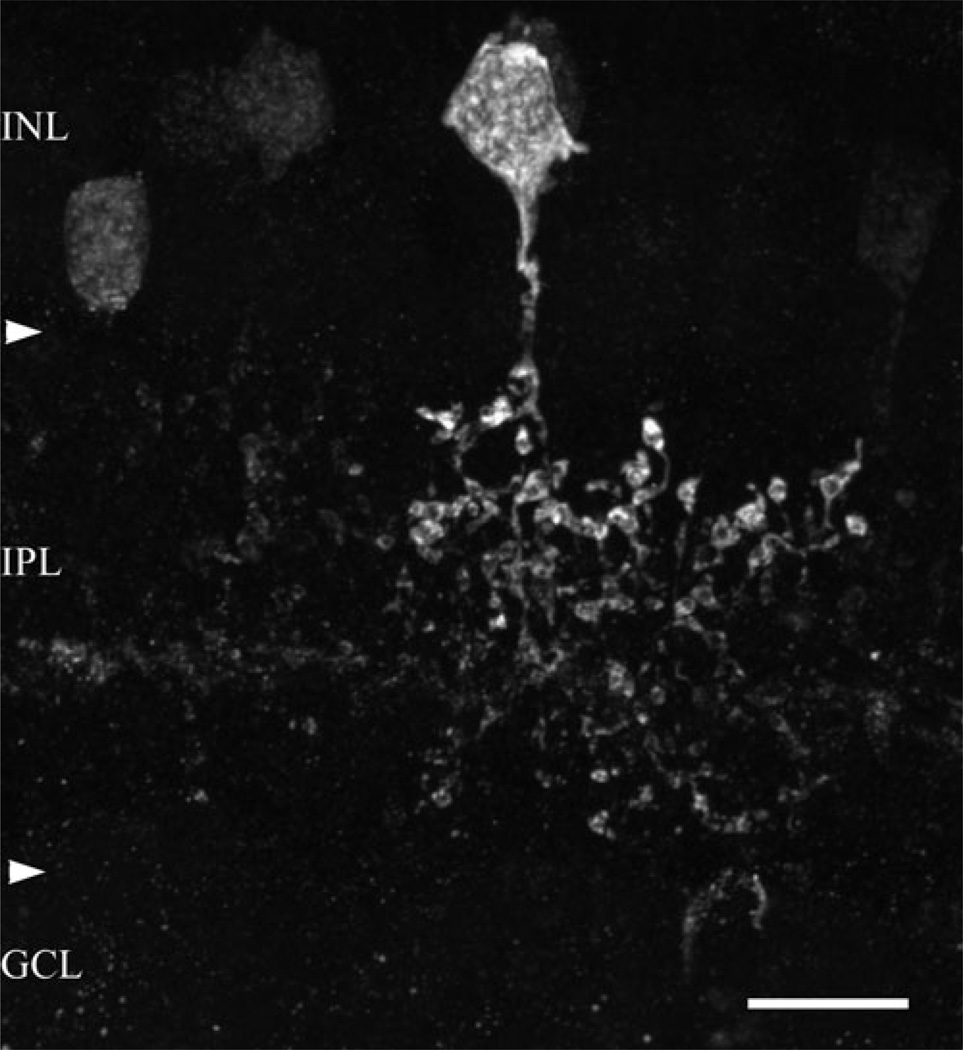 Fig. 2