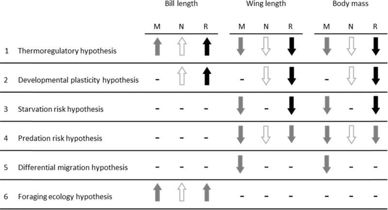 Box 2 Hypotheses underlying latitudinal gradients in bill length and body size