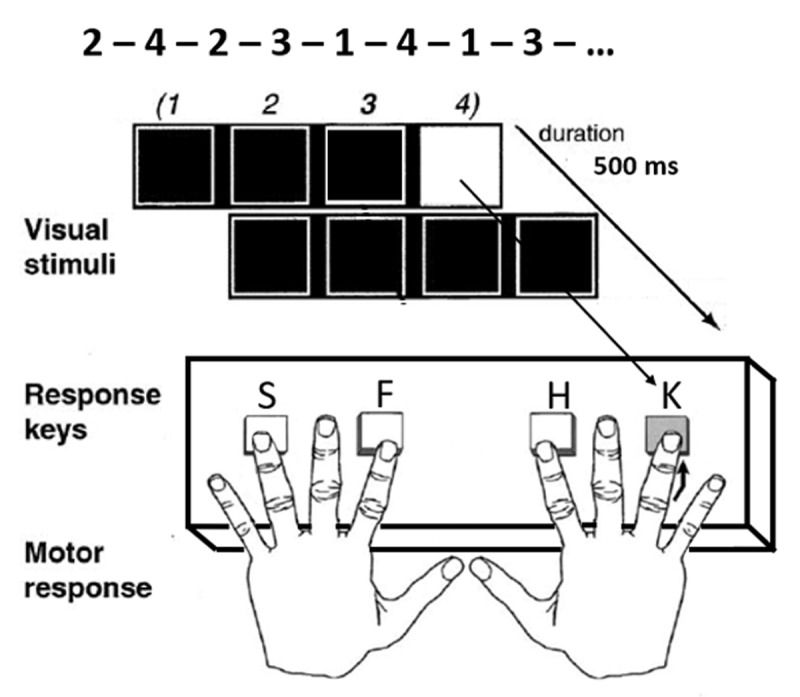 Participants reproduce with their fingers a 4-item sequence they see on the screen