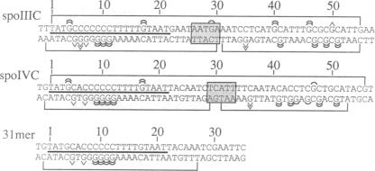 graphic file with name pnas01087-0303-a.jpg