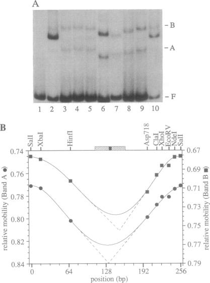 graphic file with name pnas01087-0304-b.jpg