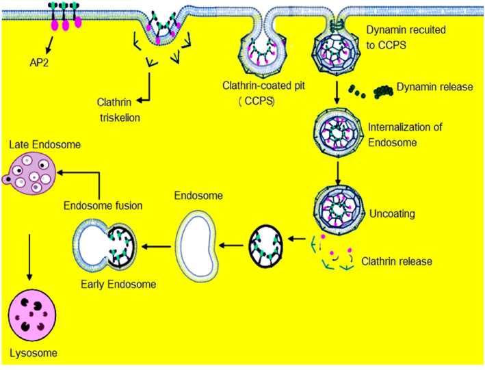 FIGURE 2