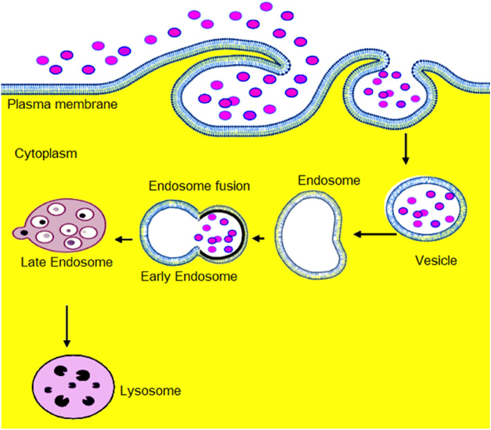 FIGURE 1