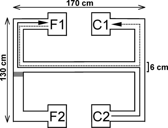 As rats ran through this maze, their brain activity was recorded to study the neural basis of memory and decision-making