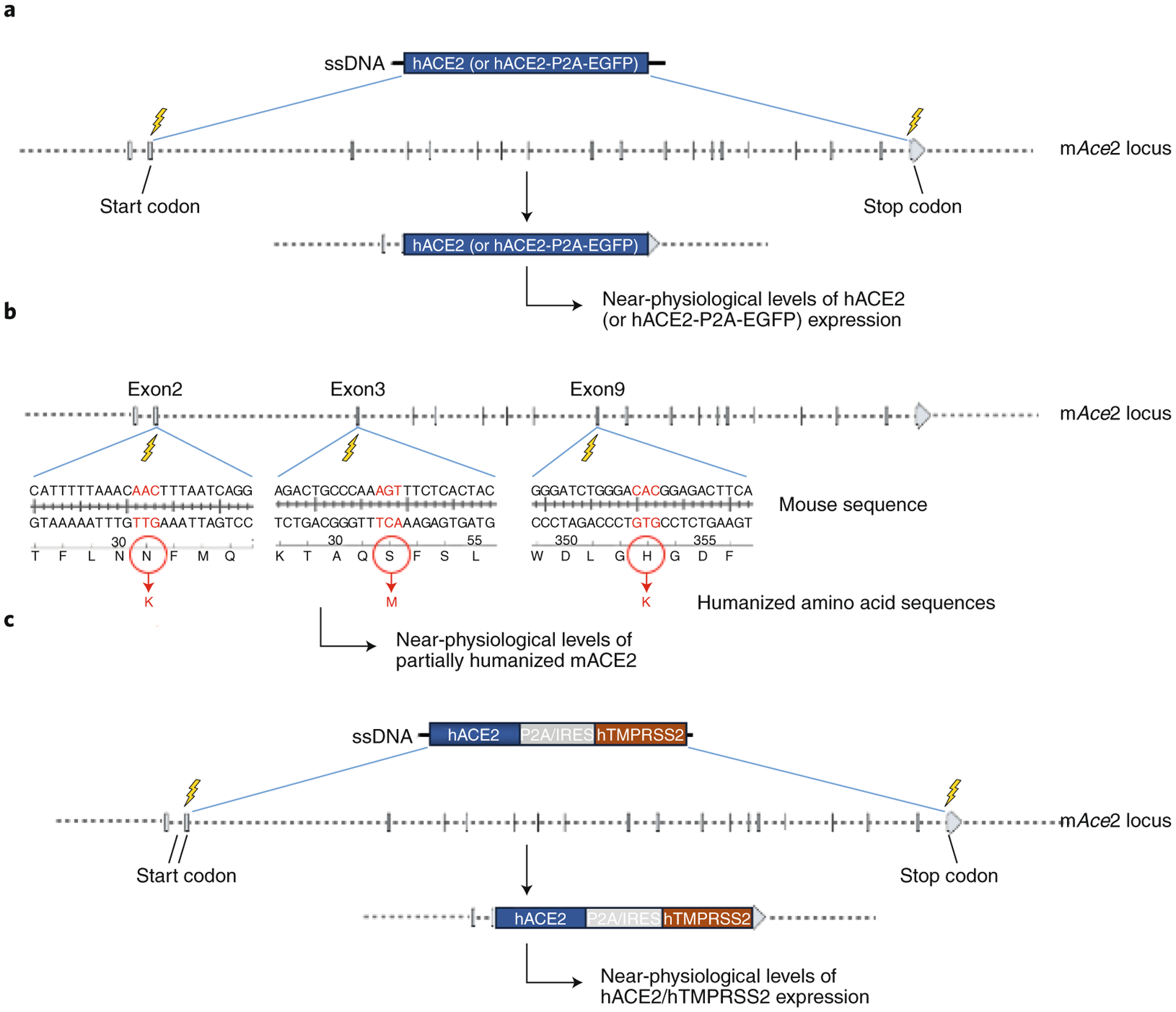 Genetically modified mouse models to help fight COVID-19 - PMC