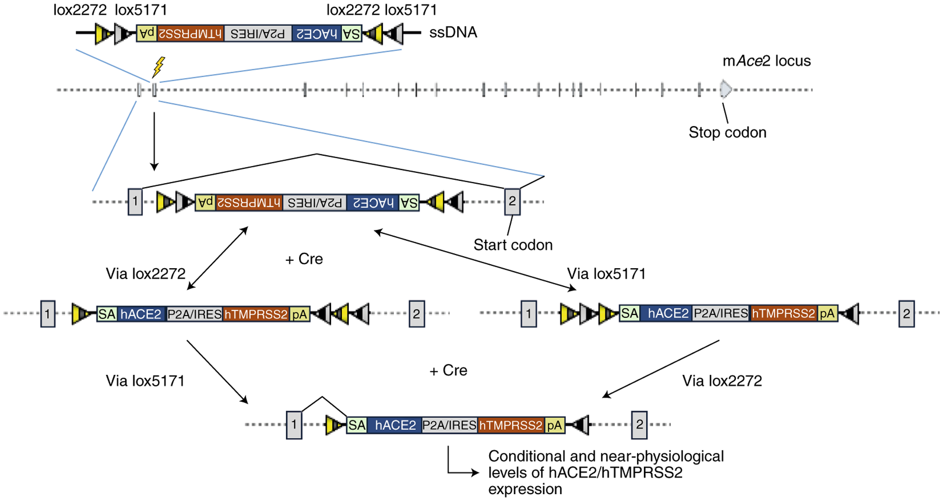 Figure 3.