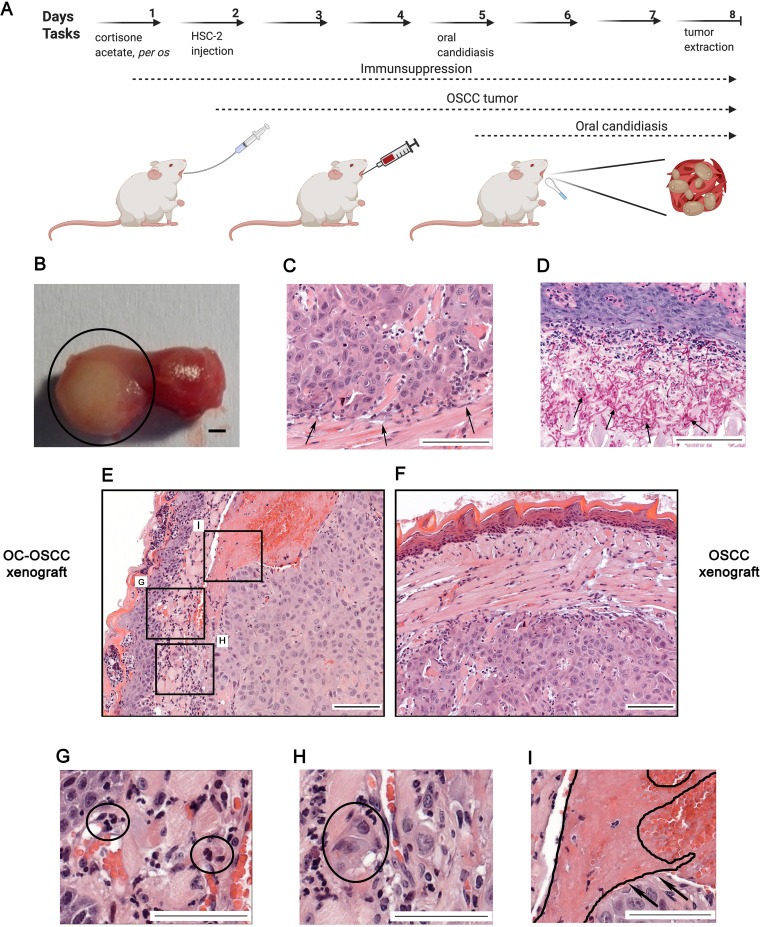 FIG 4