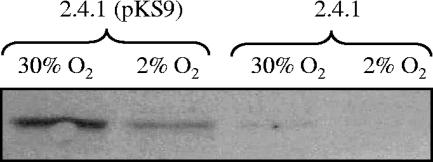 FIG. 2.