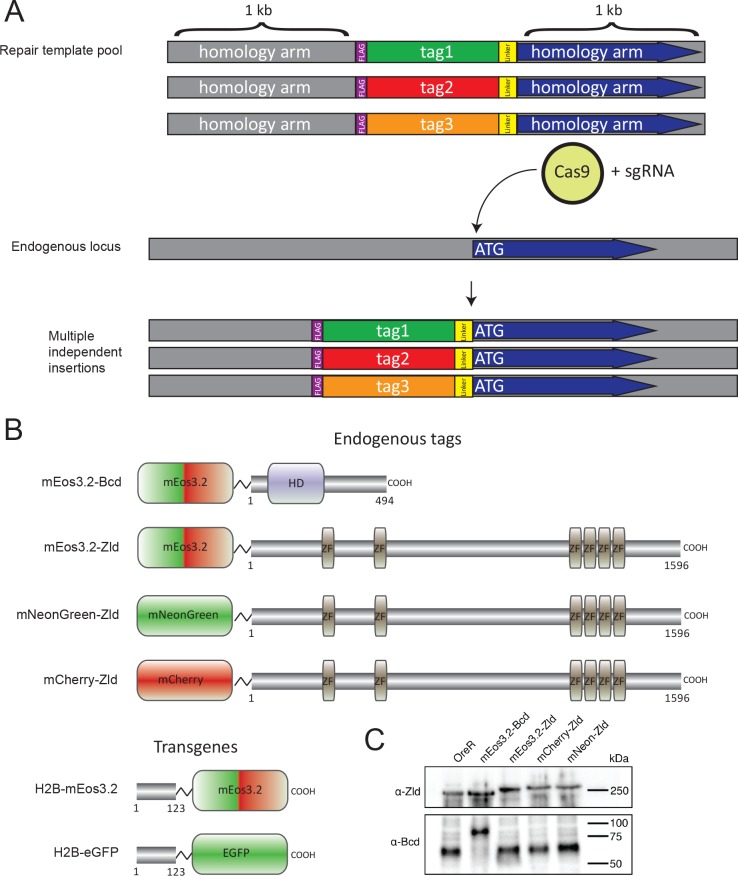 Figure 1—figure supplement 1.