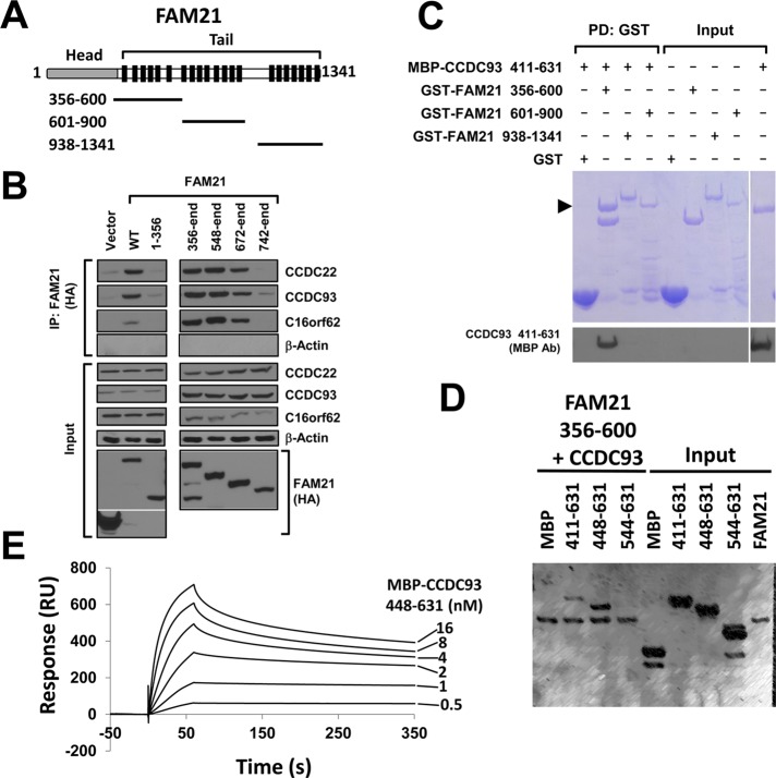 FIGURE 6: