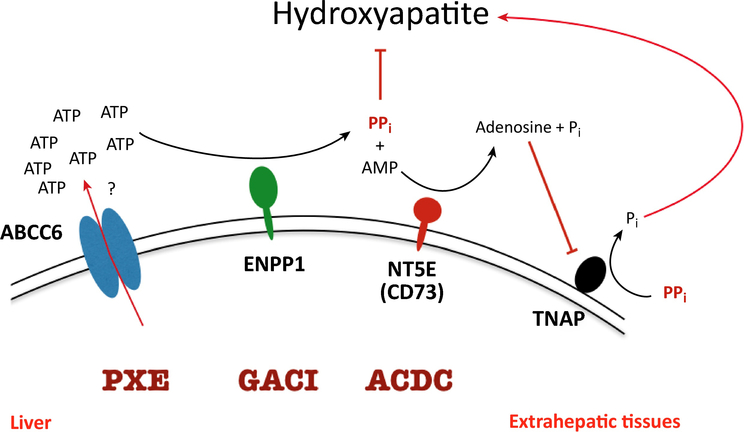 Figure 5.