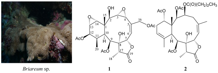 Scheme 1