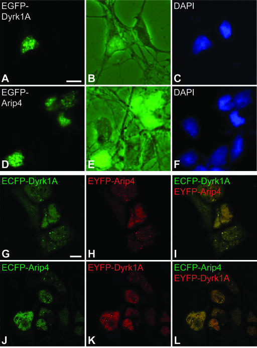 FIG. 4.