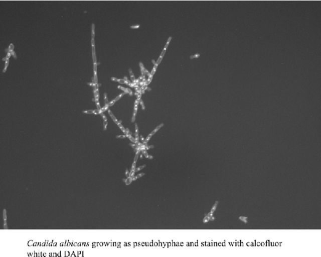 Graphical Abstract Figure.