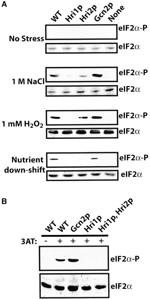 Figure 3.—