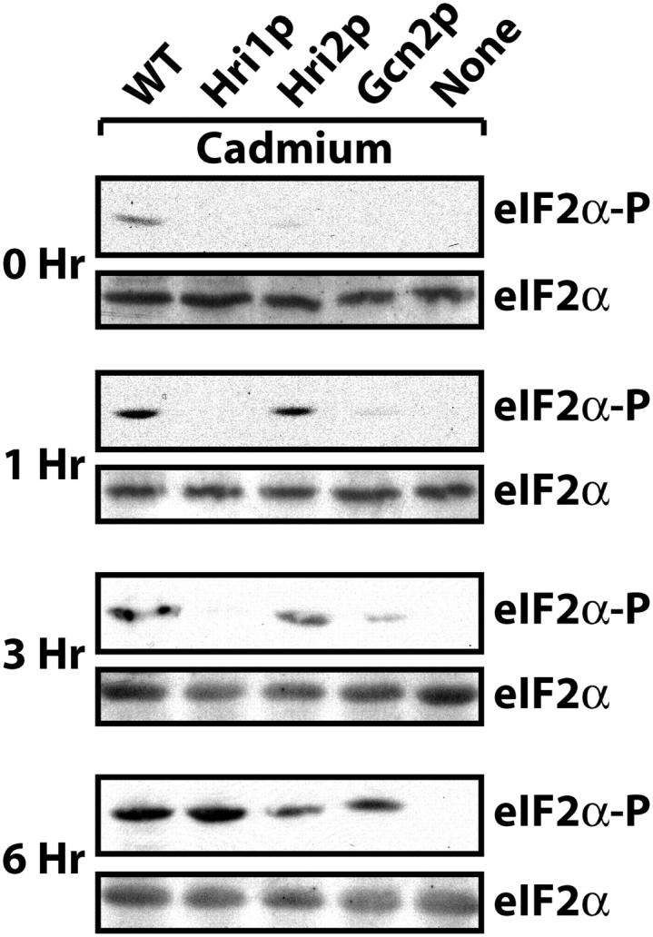 Figure 6.—