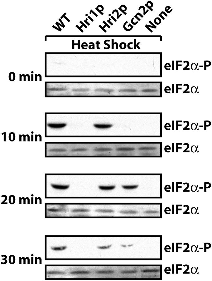 Figure 5.—