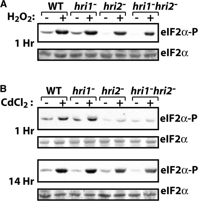 Figure 1.—