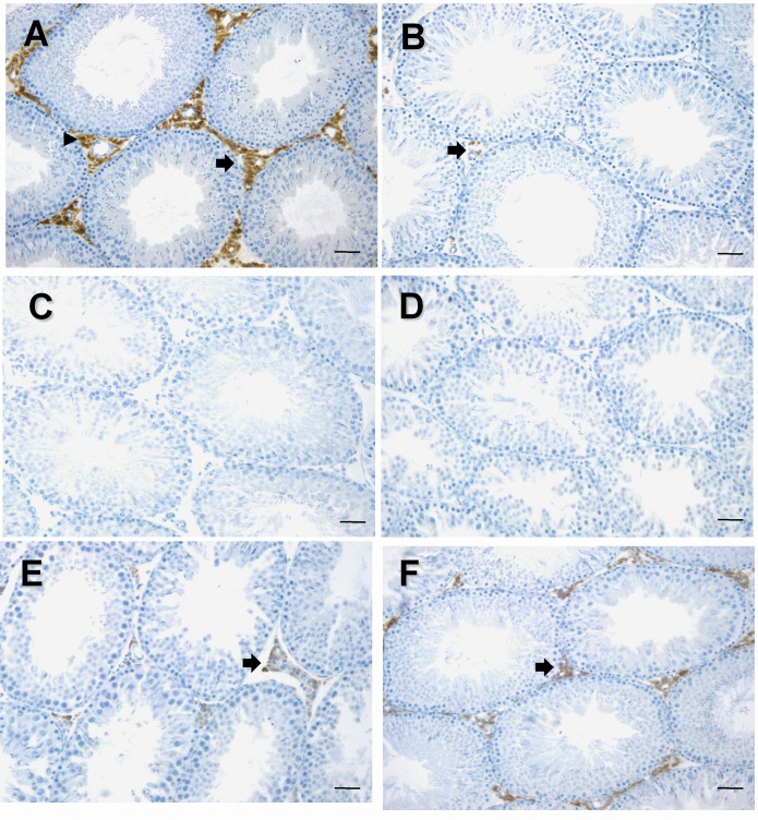 Fig 5